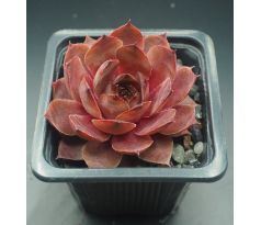 Sempervivum MARSALA