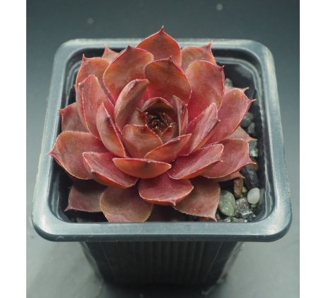 Sempervivum MARSALA