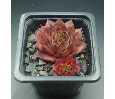 Sempervivum KOHALA