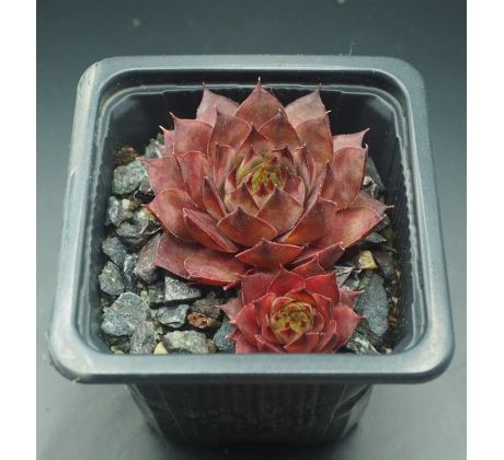 Sempervivum KOHALA