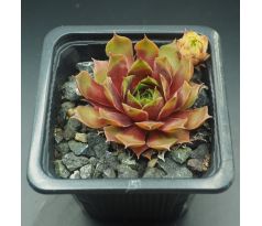 Sempervivum MAJONO