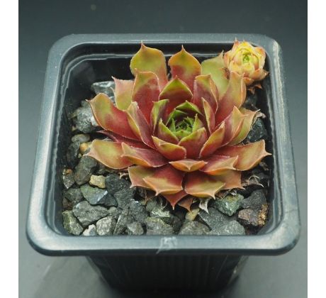 Sempervivum MAJONO