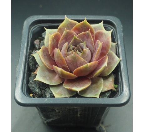 Sempervivum CYRHAM