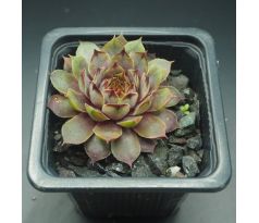 Sempervivum DAINTY LASS