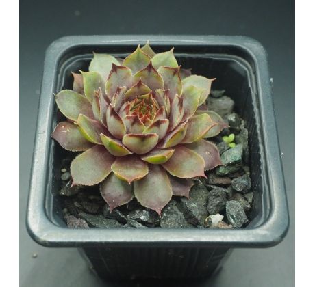 Sempervivum DAINTY LASS