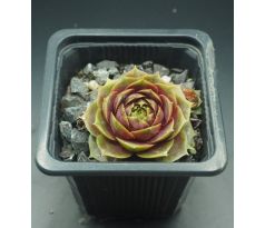 Sempervivum DAMPFNUDELBLUES