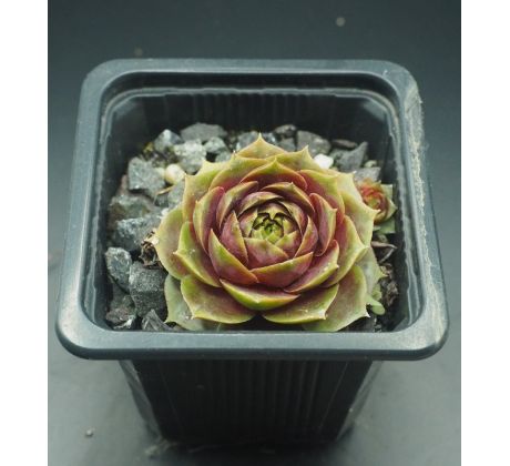 Sempervivum DAMPFNUDELBLUES