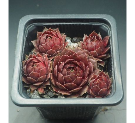 Sempervivum DARK POINT