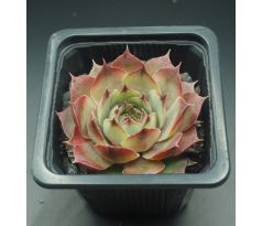 Sempervivum DAVITA