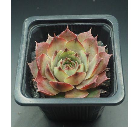 Sempervivum DAVITA