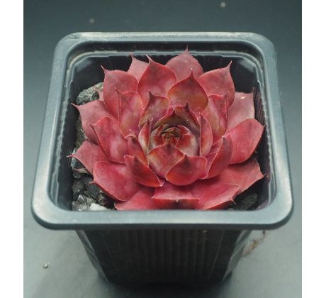 Sempervivum DE KARDIJK