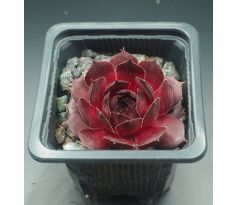 Sempervivum DECIUS