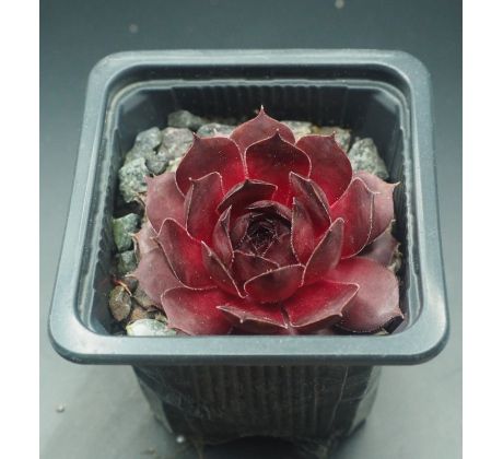 Sempervivum DECIUS