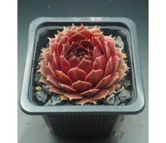 Sempervivum DEEP FIRE