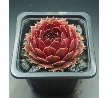 Sempervivum DEEP FIRE