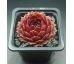 Sempervivum DEEP FIRE