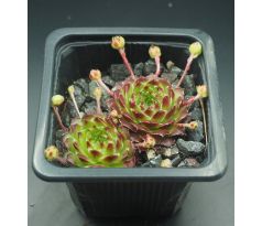 Sempervivum DIMBORO