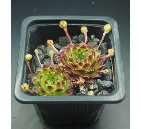 Sempervivum DIMBORO