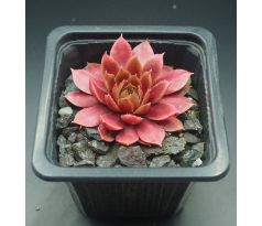 Sempervivum DONNERPÜPPCHEN