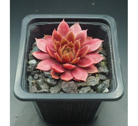 Sempervivum DONNERPÜPPCHEN