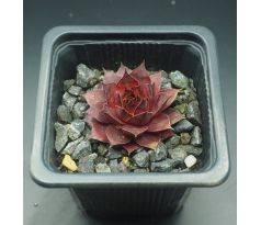 Sempervivum DORNRÖSCHEN