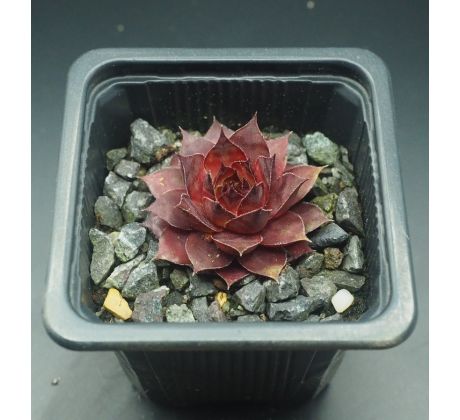 Sempervivum DORNRÖSCHEN