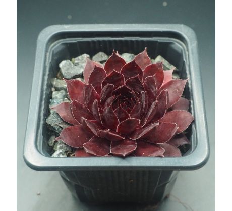 Sempervivum DRACHENBLUT