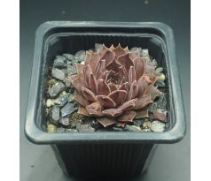 Sempervivum KELPONE