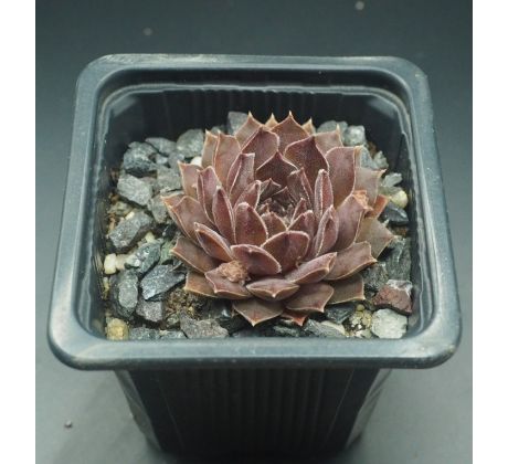 Sempervivum KELPONE