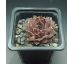 Sempervivum KELPONE