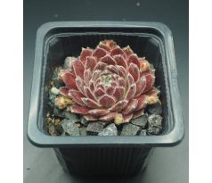 Sempervivum KRISTINA