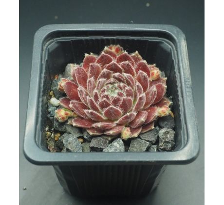 Sempervivum KRISTINA