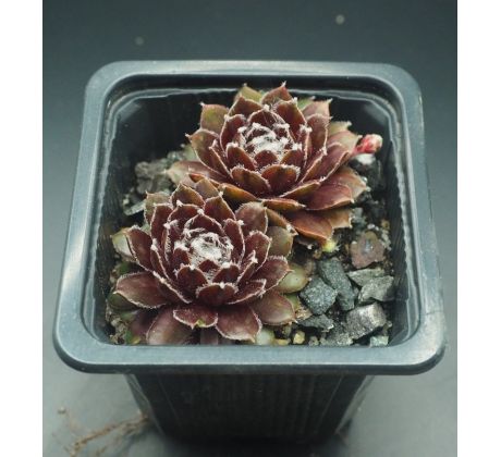 Sempervivum KAPPA