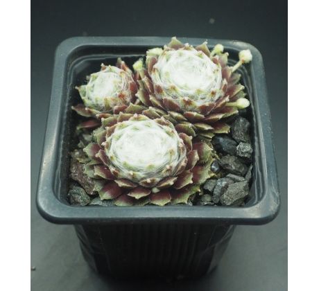 Sempervivum THOMAYERI