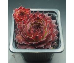 Sempervivum ROSTY