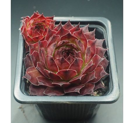 Sempervivum ROSTY