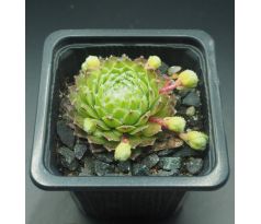 Sempervivum STEWOEL