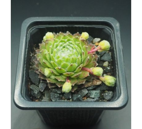 Sempervivum STEWOEL