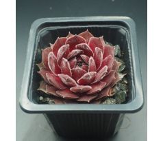 Sempervivum MEISEE