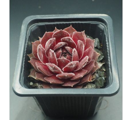 Sempervivum MEISEE