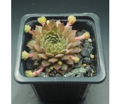 Sempervivum ZIMTSTERN