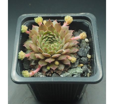 Sempervivum ZIMTSTERN