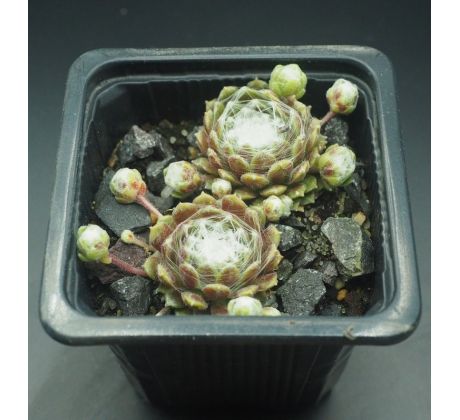 Sempervivum ELAINE