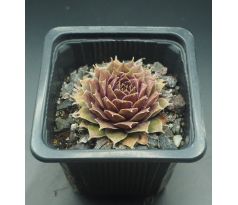 Sempervivum GAMMA