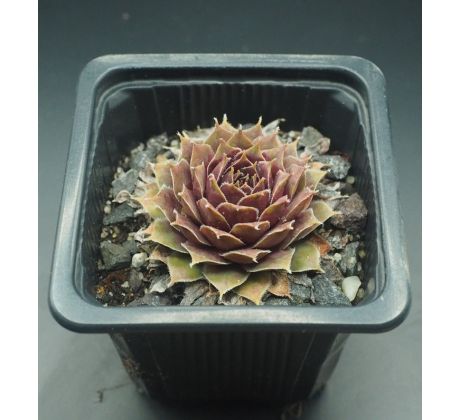 Sempervivum GAMMA