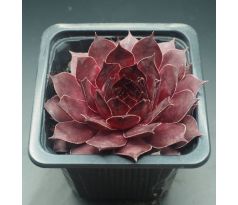 Sempervivum INEKE