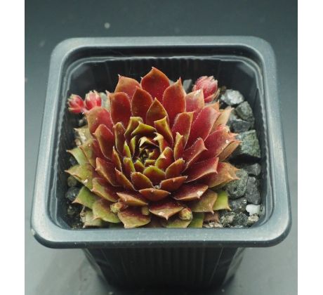 Sempervivum ENGLE`S RUBRUM