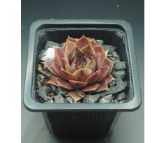 Sempervivum TAUNUS