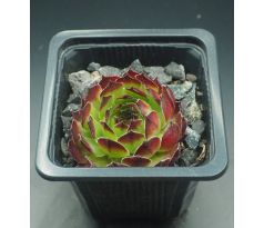 Sempervivum PURDYS