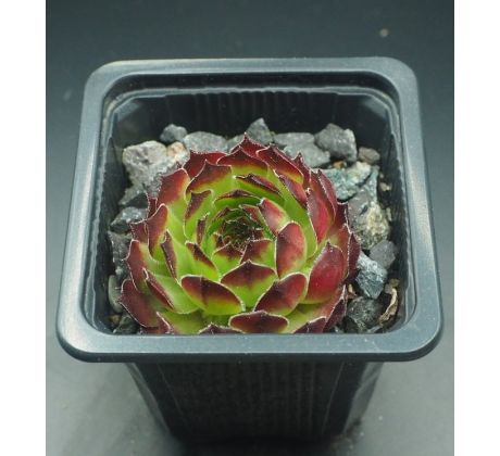 Sempervivum PURDYS